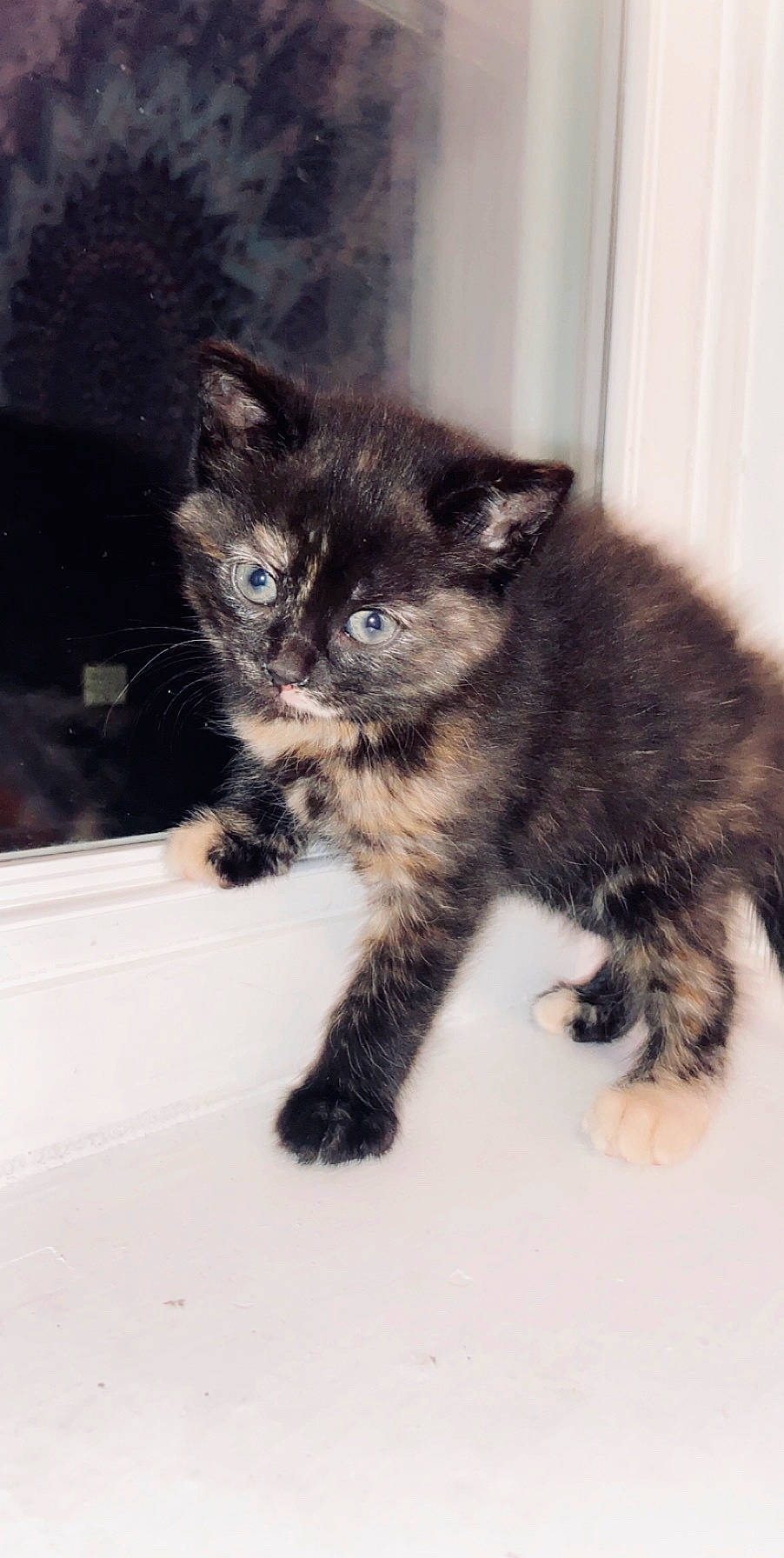 Luna joined the competition — help win amazing prizes! black_cat, british_semi_longhair, carnivore, cat, cymric, domestic_long_haired_cat, domestic_short_haired_cat, european_shorthair, eye, felidae, fur, kitten, kurilian_bobtail, mammal, norwegian_forest_cat, persian, polydactyl_cat, small_to_medium_sized_cats, vertebrate, whiskers