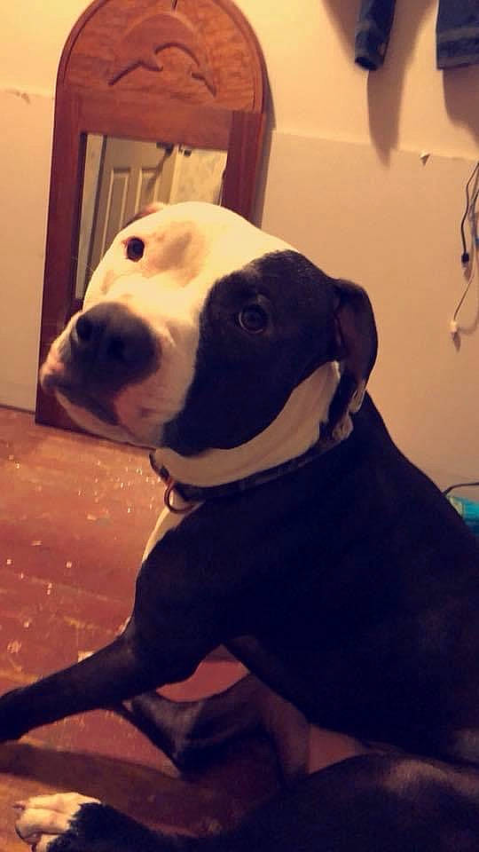 Chief is registered to the contest to win money with this photo: american_bulldog, american_pit_bull_terrier, american_staffordshire_terrier, canidae, carnivore, dog, dog_breed, fawn, non_sporting_group, nose, pit_bull, snout, staffordshire_bull_terrier