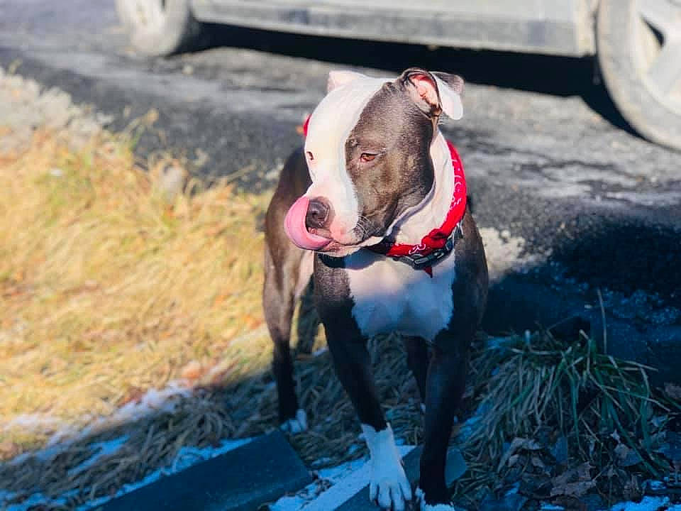 Chief is registered to the contest to win money with this photo: american_bulldog, american_pit_bull_terrier, american_staffordshire_terrier, canidae, carnivore, dog, dog_breed, fawn, mammal, non_sporting_group, pit_bull, snout, sporting_group, terrier, vertebrate