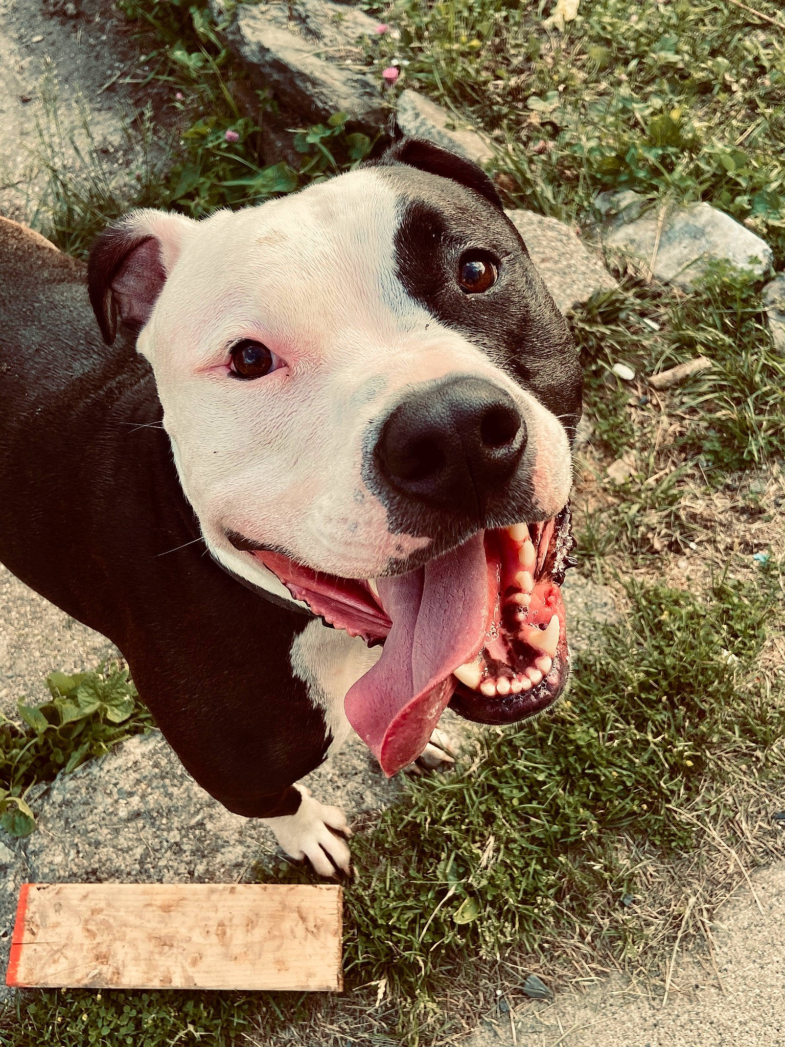 Chief is registered to the contest to win money with this photo: american_bulldog, american_pit_bull_terrier, american_staffordshire_terrier, bull_and_terrier, bully_kutta, canidae, carnivore, cordoba_fighting_dog, dog, dog_breed, dogo_argentino, fawn, mammal, non_sporting_group, nose, pit_bull, rare_breed_dog, snout, terrier, vertebrate
