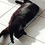 black_cat, cat, pet, animal, indoor, floor, tile_floor, stretching, relaxing, sunlight, shadow, fur, whiskers, paw, domestic_cat, mammal, cute, sleepy, lazy, resting
