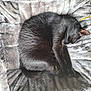 black_cat, cat, sleeping, curled_up, blanket, plush, soft_texture, pet, indoor, cozy, feline, resting, animal, toy, feathers, relaxation, fur, comfort, quiet, nap