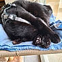 cat, black_cat, sleeping, curled_up, paws, harness, blanket, blue_blanket, indoor, window, soft_texture, resting, cozy, fur, pet, animal, relaxed, closeup, feline, comfort