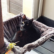 Jackson participe au concours pour gagner de l'argent avec cette photo : cat, black_cat, pet, indoor, hammock_bed, plush_bed, window, natural_light, feather_toy, floor_tiles, relaxed, feline, whiskers, ears, home, cozy, looking, resting, animal, cute