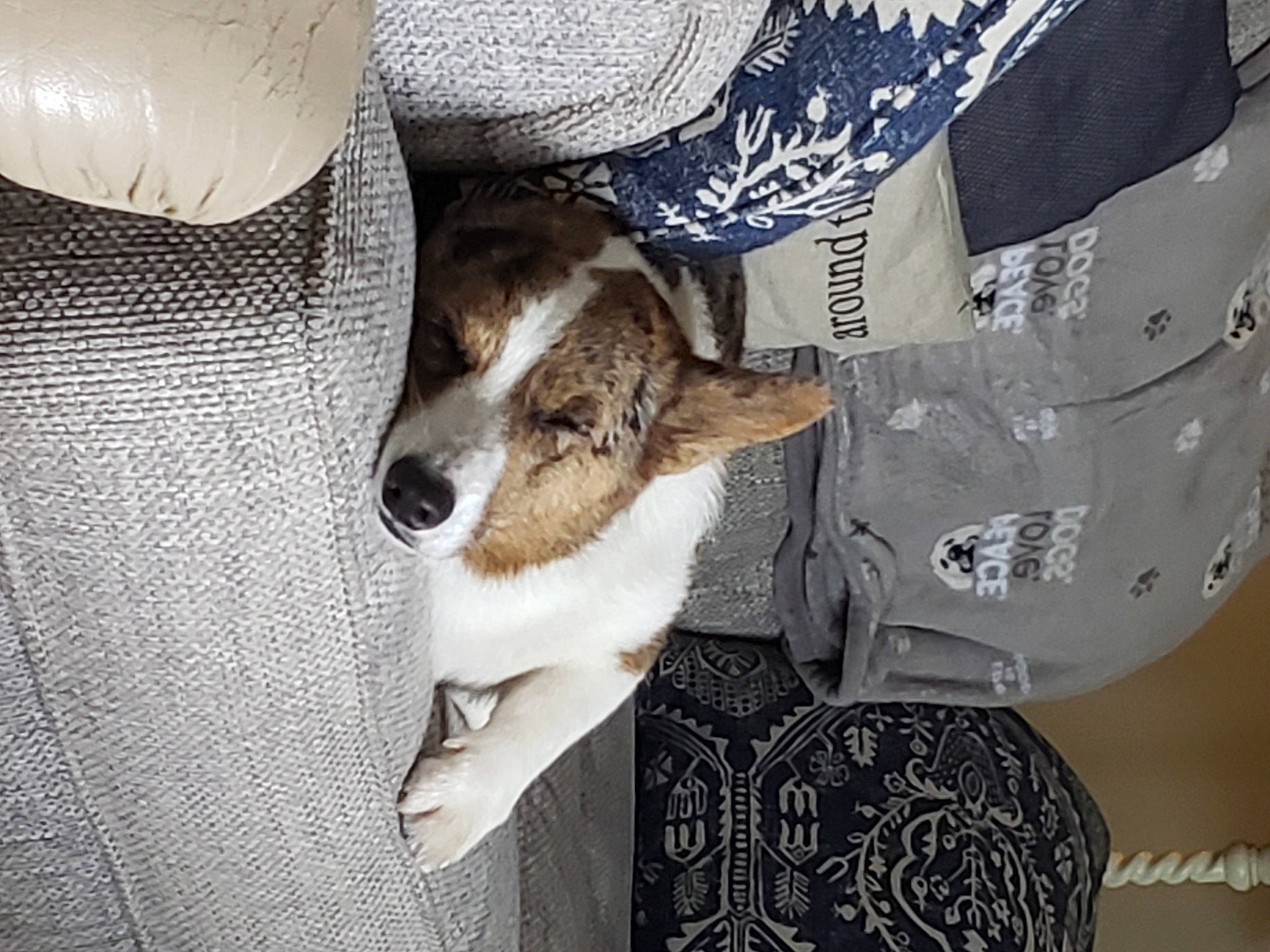 Yeti joined the competition — help win amazing prizes! canidae, carmine, carnivore, comfort, companion_dog, dog, dog_breed, domestic_short_haired_cat, fawn, felidae, fur, human_leg, linens, pattern, paw, sleeve, small_to_medium_sized_cats, sporting_group, textile, whiskers