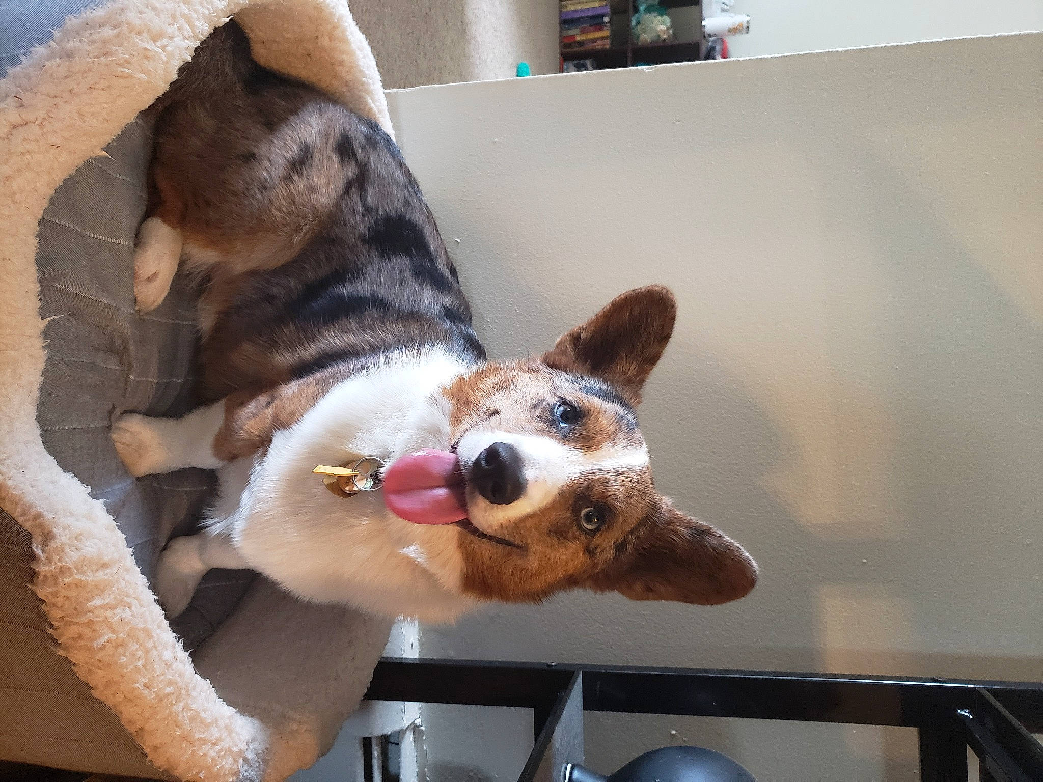 Yeti is registered to the contest to win money with this photo: canidae, cardigan_welsh_corgi, carnivore, collar, companion_dog, dog, dog_breed, dog_collar, dog_supply, ear, fawn, fur, jaw, paw, snout, sporting_group, tail, whiskers, window, working_animal