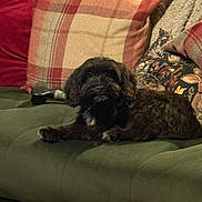 Teddy is registered to the contest to win money with this photo: animal, black_dog, canine, comfort, couch, cozy, decor, dog, fluffy, furniture, home, indoor, laying_down, living_room, pet, pillow, plaid, relaxed, resting, soft