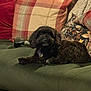 animal, black_dog, canine, comfort, couch, cozy, decor, dog, fluffy, furniture, home, indoor, laying_down, living_room, pet, pillow, plaid, relaxed, resting, soft