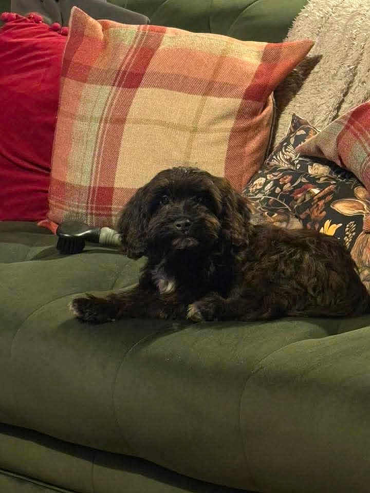 Teddy