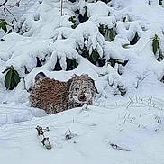 Mozza a rejoint le concours — aidez-le/la à gagner de superbes lots ! dog, snow, winter, outdoor, animal, fur, cold, nature, white, landscape, bush, leaf, pet, frozen, tree, canine, snow_covered, wildlife, season, weather