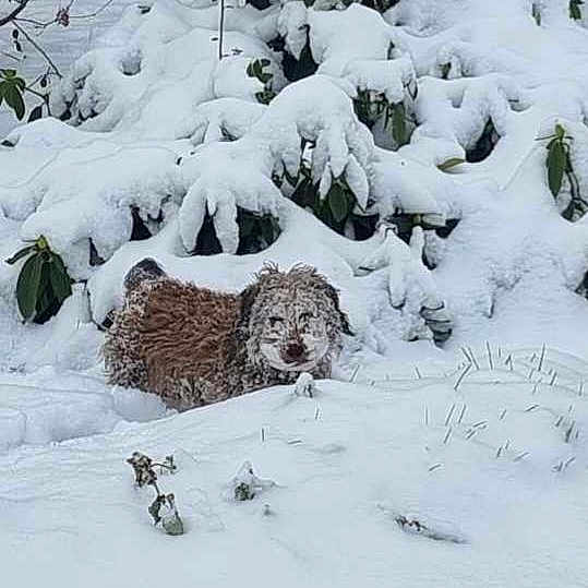 Mozza a rejoint le concours — aidez-le/la à gagner de superbes lots ! dog, snow, winter, outdoor, animal, fur, cold, nature, white, landscape, bush, leaf, pet, frozen, tree, canine, snow_covered, wildlife, season, weather