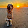 dog, golden_retriever, beach, sunset, sand, animal, pet, outdoor, sky, sun, nature, sunlight, cute, happy, sitting, tongue_out, warm_colors, canine, daytime, landscape