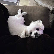 Annie joined the competition — help win amazing prizes! dog, white_dog, small_dog, fluffy, couch, blanket, indoor, pet, animal, relaxed, cute, cozy, fur, lying_down, black_blanket, home, comfort, companion, looking_up, soft_texture