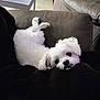 dog, white_dog, small_dog, fluffy, couch, blanket, indoor, pet, animal, relaxed, cute, cozy, fur, lying_down, black_blanket, home, comfort, companion, looking_up, soft_texture