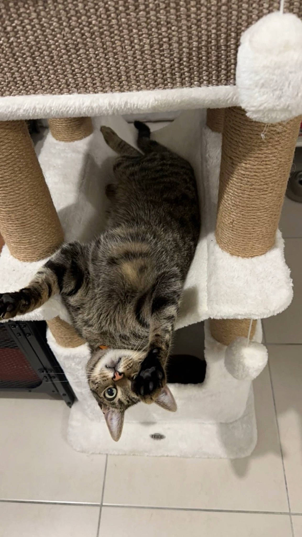 Mango a rejoint le concours — aidez-le/la à gagner de superbes lots ! carnivore, cat, cat_supply, claw, comfort, domestic_short_haired_cat, felidae, fur, paw, small_to_medium_sized_cats, snout, tail, whiskers