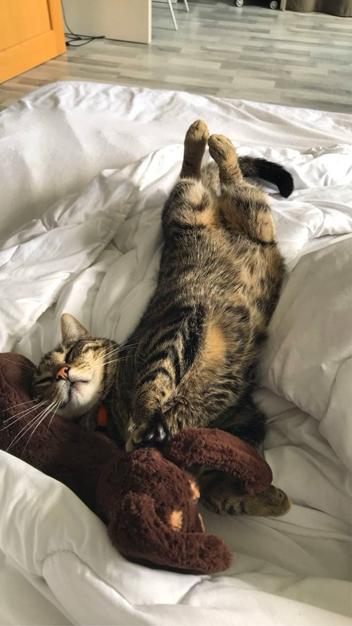 Mango a rejoint le concours — aidez-le/la à gagner de superbes lots ! bed, bedding, carnivore, cat, claw, comfort, domestic_short_haired_cat, felidae, foot, fur, grey, linens, nap, paw, room, small_to_medium_sized_cats, tail, terrestrial_animal, whiskers, wood
