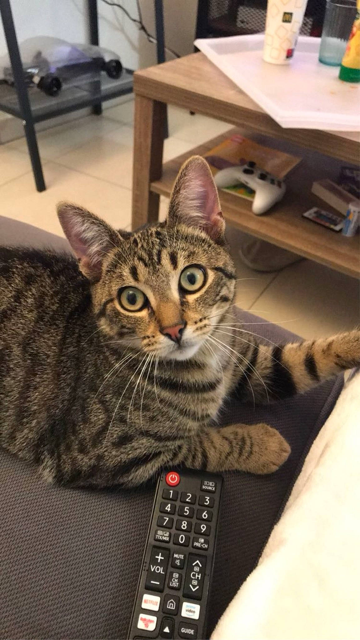 Mango participe au concours pour gagner de l'argent avec cette photo : carnivore, cat, comfort, desk, domestic_short_haired_cat, felidae, flooring, fur, handwriting, hardwood, paw, room, sitting, small_to_medium_sized_cats, snout, space_bar, table, telephony, whiskers, wood