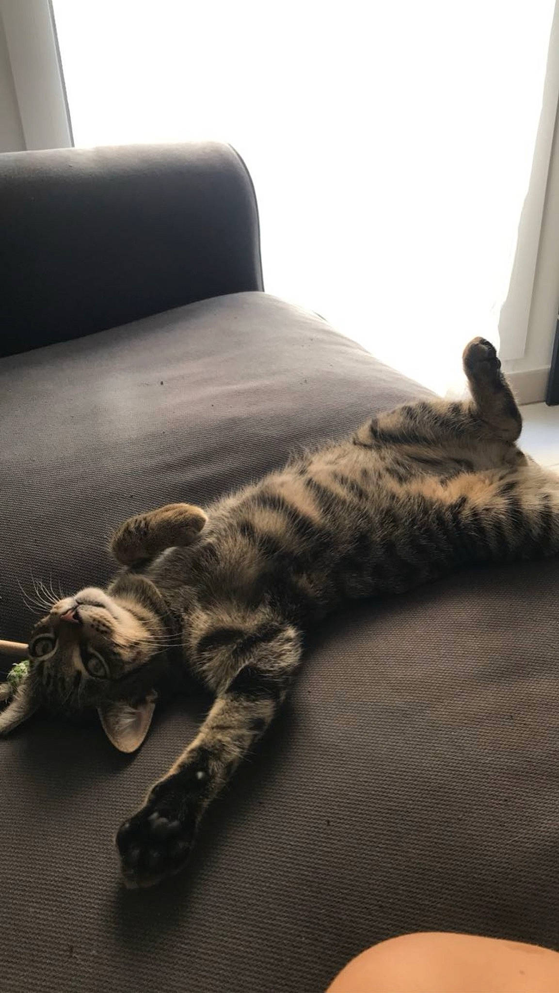 Mango participe au concours pour gagner de l'argent avec cette photo : carnivore, cat, claw, comfort, couch, domestic_short_haired_cat, felidae, floor, flooring, fur, grey, hardwood, human_leg, paw, small_to_medium_sized_cats, snout, tail, terrestrial_animal, whiskers, wood