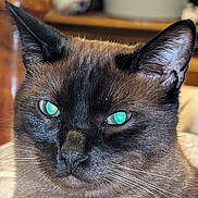 Dante joined the competition — help win amazing prizes! animal, blue_eyes, cat, close_up, cute, domestic_animal, ears, face, feline, fur, head, indoor, looking, mammal, pet, portrait, relaxed, siamese_cat, whiskers