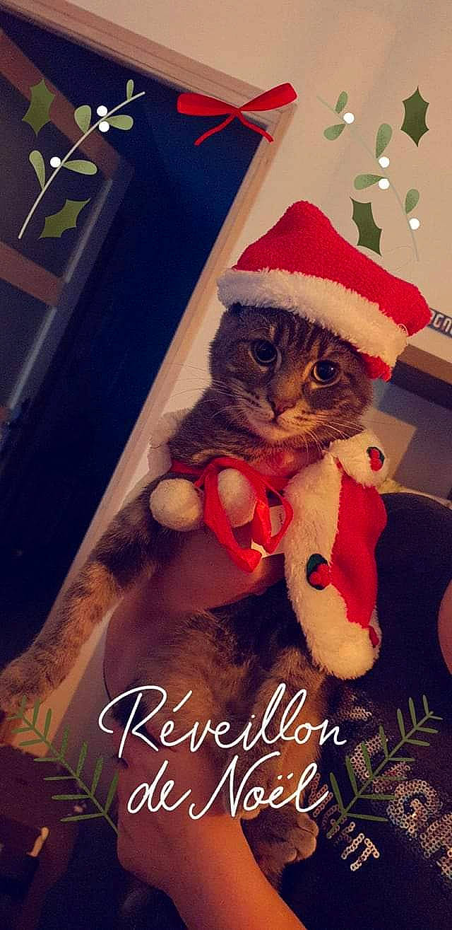 Poggi participe au concours pour gagner de l'argent avec cette photo : asian, carnivore, cat, christmas, christmas_eve, felidae, fictional_character, fur, holiday, kitten, paw, photo_caption, small_to_medium_sized_cats, tabby_cat, tail, whiskers