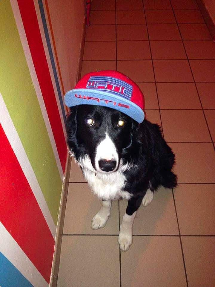 Tiloup a rejoint le concours — aidez-le/la à gagner de superbes lots ! border_collie, canidae, carnivore, companion_dog, dog, dog_breed, mammal, snout, sporting_group, stabyhoun, working_dog