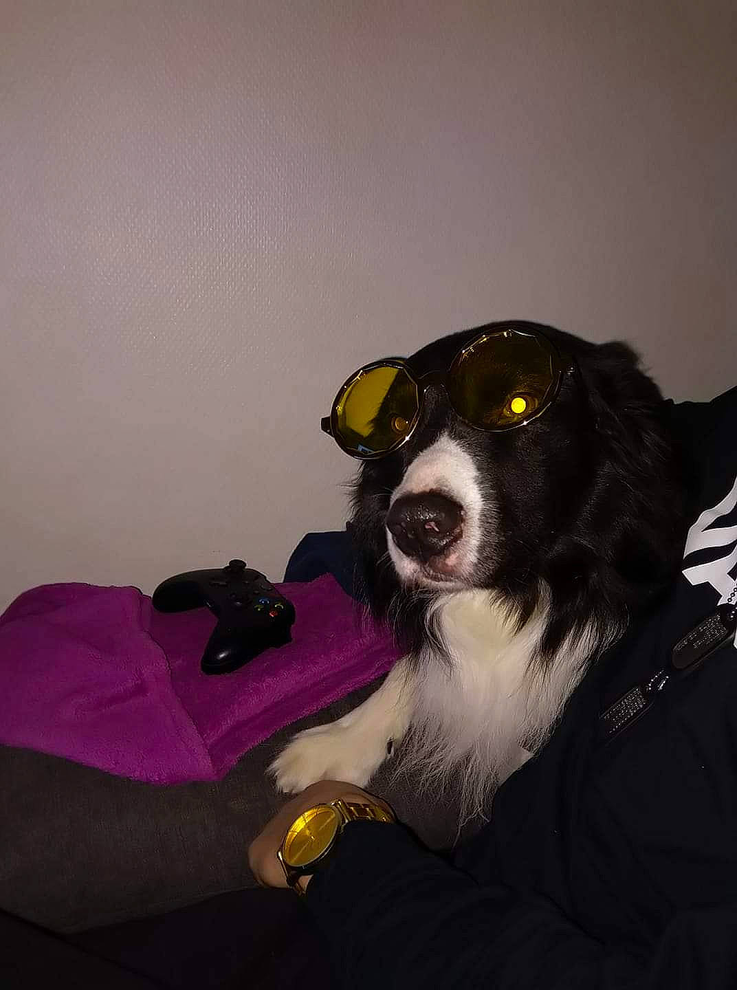 Tiloup participe au concours pour gagner de l'argent avec cette photo : appenzeller_sennenhund, australian_shepherd, bernese_mountain_dog, border_collie, canidae, carnivore, dog, dog_breed, herding_dog, mammal, snout, sporting_group, working_dog