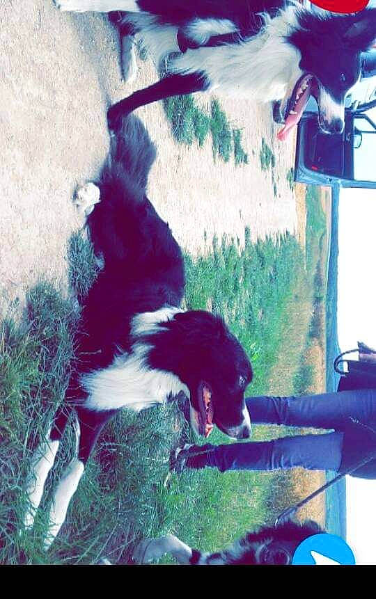 Tiloup participe au concours pour gagner de l'argent avec cette photo : border_collie, canidae, carnivore