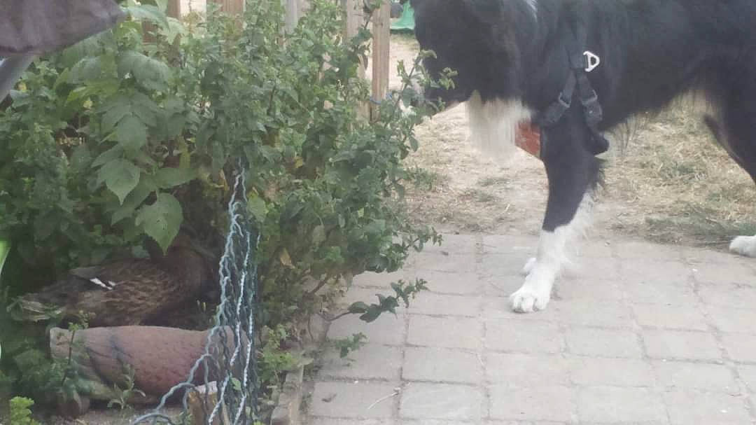 Tiloup participe au concours pour gagner de l'argent avec cette photo : bovine, canidae, dog_breed, grass, plant, snout, tail, tree, working_animal
