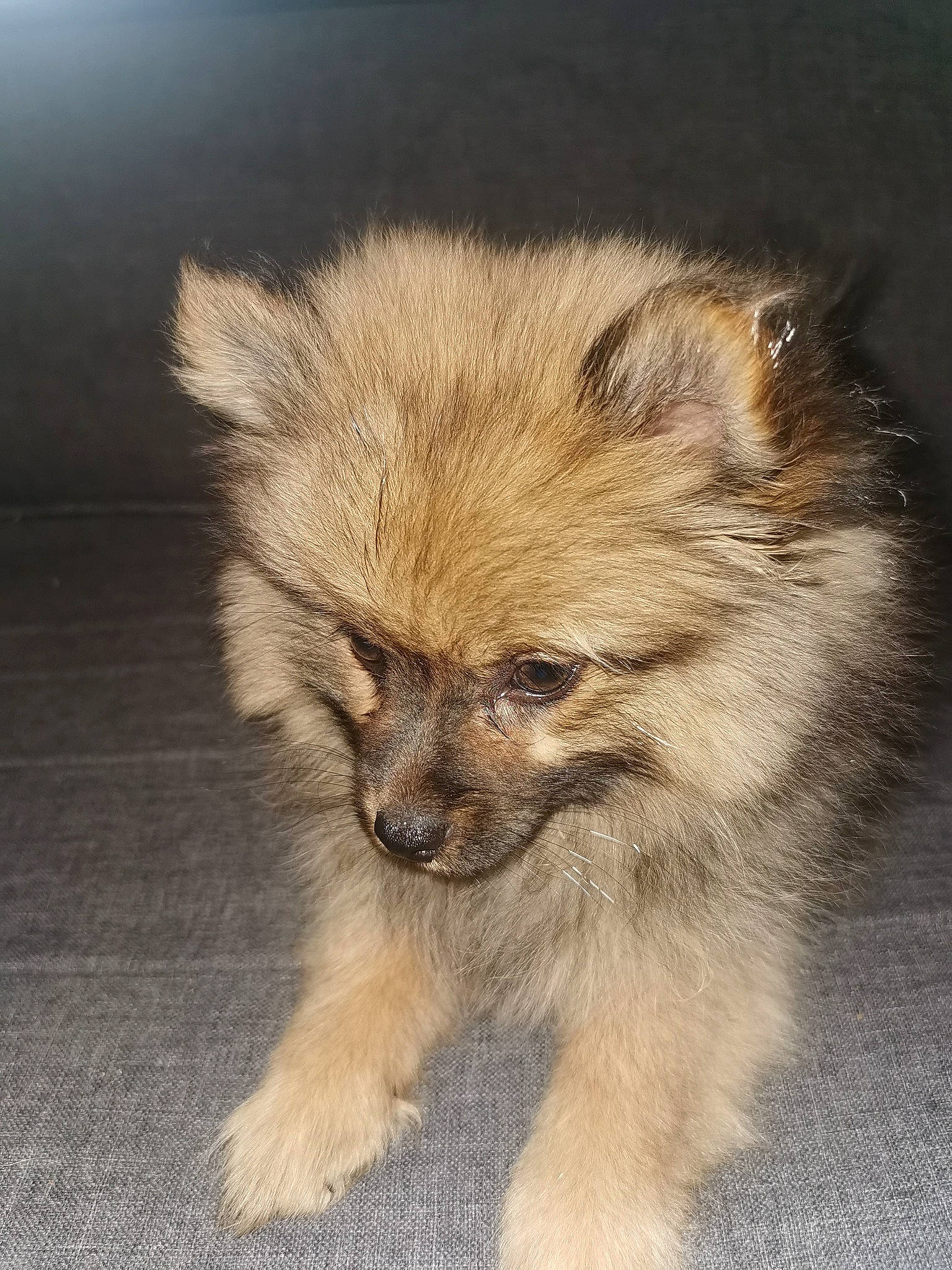 Rose a rejoint le concours — aidez-le/la à gagner de superbes lots ! canidae, carnivore, companion_dog, dog, dog_breed, fawn, german_spitz, german_spitz_klein, german_spitz_mittel, keeshond, mammal, non_sporting_group, pomeranian, puppy, rare_breed_dog, snout, spitz, toy_dog, vertebrate, volpino_italiano