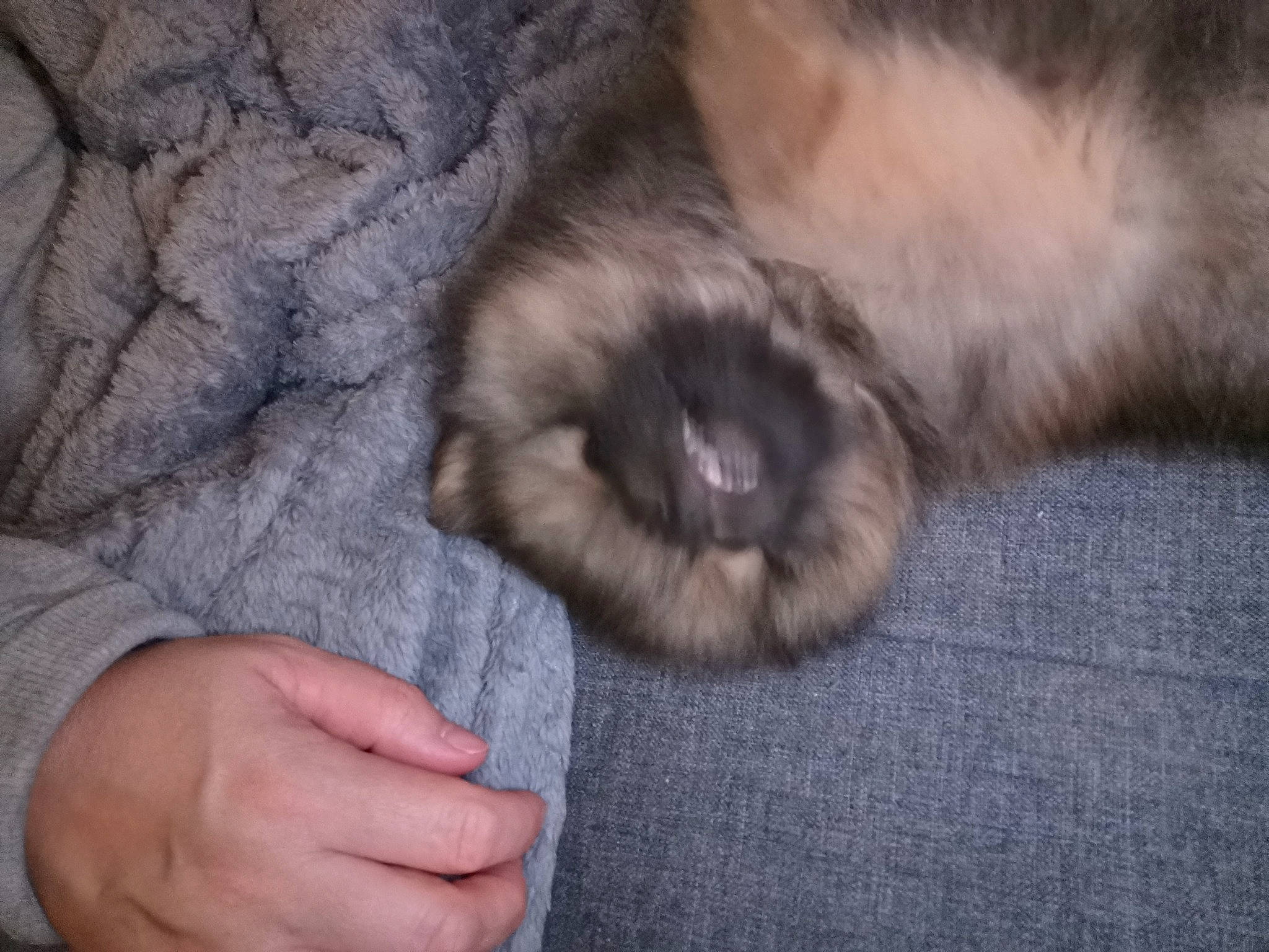 Rose a rejoint le concours — aidez-le/la à gagner de superbes lots ! balinese, birman, canidae, carnivore, dog, dog_breed, fawn, mammal, puppy