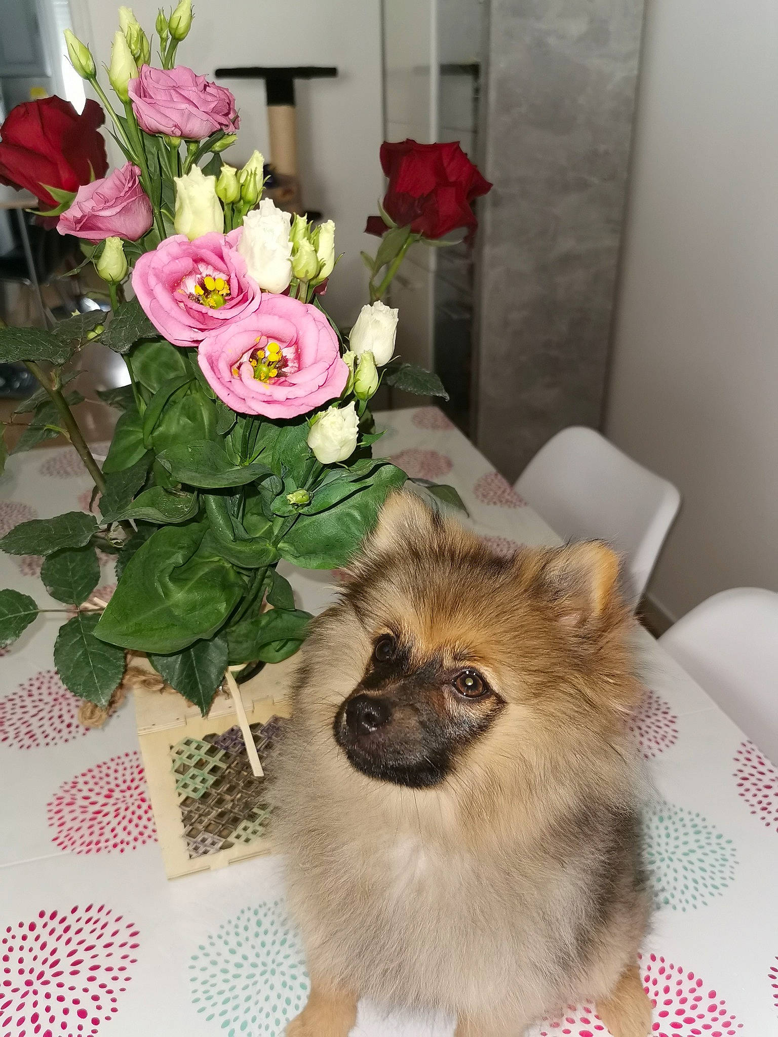Rose participe au concours pour gagner de l'argent avec cette photo : ancient_dog_breeds, canidae, carnivore, companion_dog, dog, dog_breed, fawn, flower, german_spitz, german_spitz_klein, german_spitz_mittel, mammal, non_sporting_group, plant, pomeranian, spitz, tibetan_spaniel, toy_dog
