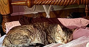 Daisy joined the competition — help win amazing prizes! cat, tabby_cat, sleeping, bed, pillow, blanket, wooden_bedpost, indoor, cozy, resting, feline, fur, household, comfort, relaxation, home, domestic, animal, pet, nap