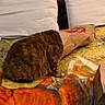cat, tabby, paper_bag, curious, indoor, blanket, furniture, couch, brown, orange, white, striped, pet, animal, cozy, playful, mischievous, household, room, tabby_cat