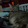 Daisy joined the competition — help win amazing prizes! cat, tabby_cat, indoor, bed, blanket, furniture, laundry_basket, mustache_overlay, relaxed, animal, pet, domestic_cat, lying_down, striped_fur, resting, cozy, soft_lighting, fabric, home, sleepy
