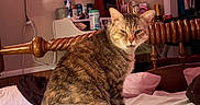 Daisy is registered to the contest to win money with this photo: animal, bed, blanket, cat, clothing, curtains, expression, face, fur, furniture, household_items, indoor, personal_care_products, pet, pillow, room, sitting, tabby_cat, whiskers, wooden_bedpost