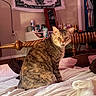 Daisy is registered to the contest to win money with this photo: cat, tabby_cat, bed, wooden_bedpost, blanket, pillow, indoor, furniture, clothing, sitting, pet, animal, fur, whiskers, face, expression, room, household_items, personal_care_products, curtains