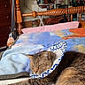 cat, tabby, sleeping, bed, blanket, paper_plate, collar, furniture, wooden_bed_frame, indoor, cozy, relaxed, animal, pet, resting, room, dresser, clothing, mirror, chair