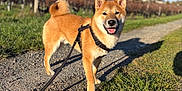 Aïko a rejoint le concours — aidez-le/la à gagner de superbes lots ! animal, canine, clear_sky, daylight, dog, ears_up, grass, gravel_path, happy, harness, leash, nature, outdoor, pet, shiba_inu, smiling, sunny, tail_curled, vineyard, walking