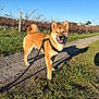 animal, canine, clear_sky, daylight, dog, ears_up, grass, gravel_path, happy, harness, leash, nature, outdoor, pet, shiba_inu, smiling, sunny, tail_curled, vineyard, walking