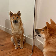 Aïko a rejoint le concours — aidez-le/la à gagner de superbes lots ! dog, shiba_inu, mirror, reflection, indoor, wooden_floor, pet, canine, animal, sitting, brown_fur, ears, face, nose, looking, contemplation, quiet, home, wall, floor