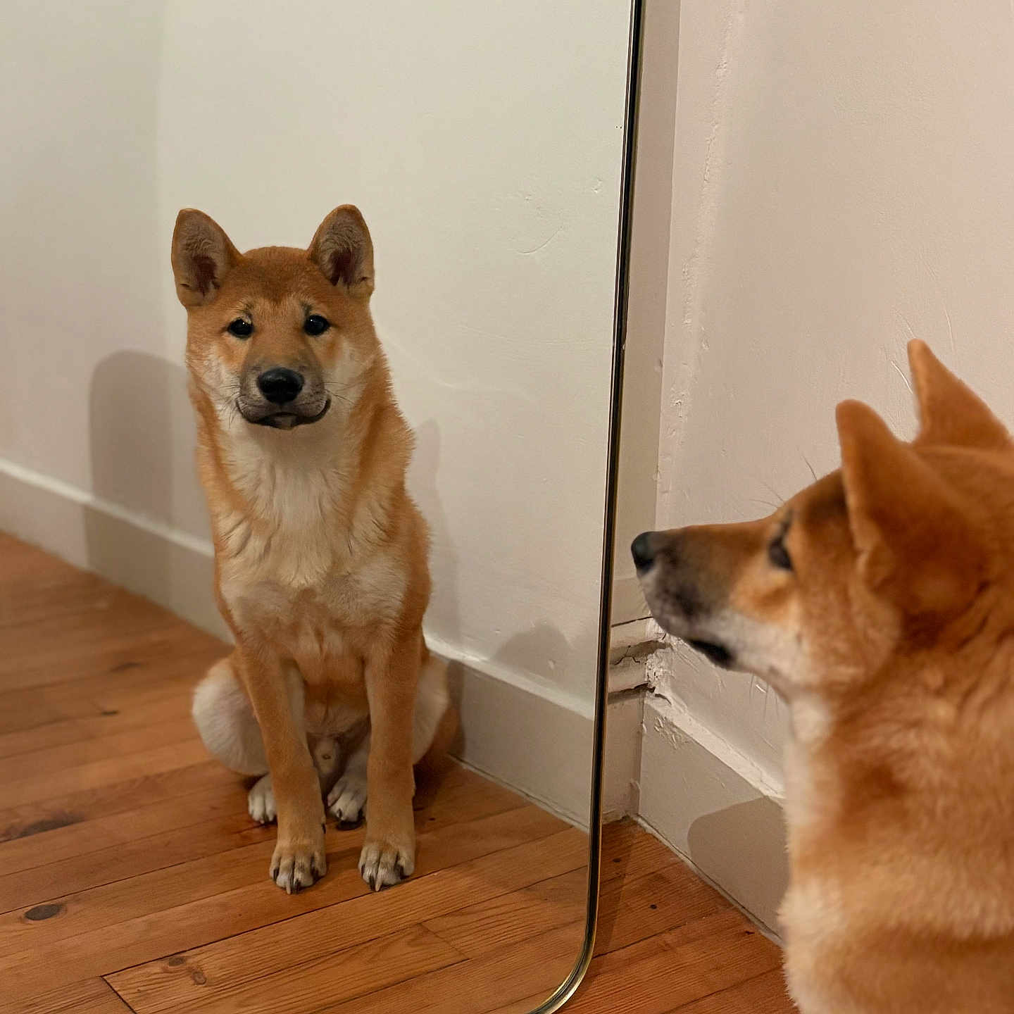 Aïko a rejoint le concours — aidez-le/la à gagner de superbes lots ! animal, brown_fur, canine, contemplation, dog, ears, face, floor, home, indoor, looking, mirror, nose, pet, quiet, reflection, shiba_inu, sitting, wall, wooden_floor