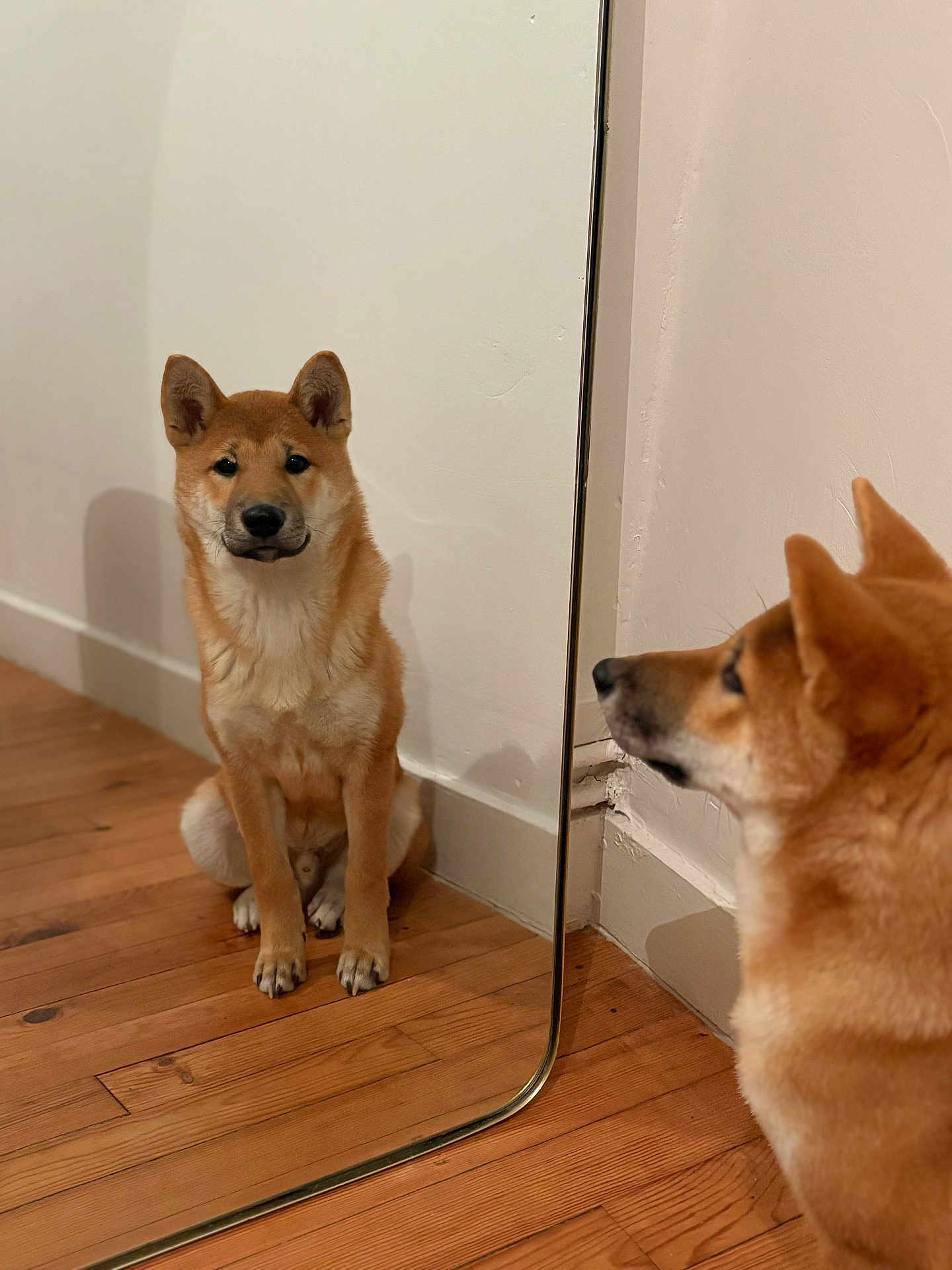 Aïko a rejoint le concours — aidez-le/la à gagner de superbes lots ! dog, shiba_inu, mirror, reflection, indoor, wooden_floor, pet, canine, animal, sitting, brown_fur, ears, face, nose, looking, contemplation, quiet, home, wall, floor