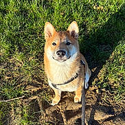 Aïko participe au concours pour gagner de l'argent avec cette photo : animal, canine, companion, cute, dirt, dog, ears, face, friendly, fur, grass, leash, nature, outdoor, pet, playful, shiba_inu, sitting, smiling, sunlight