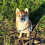 animal, canine, companion, cute, dirt, dog, ears, face, friendly, fur, grass, leash, nature, outdoor, pet, playful, shiba_inu, sitting, smiling, sunlight