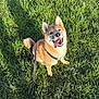 Aïko participe au concours pour gagner de l'argent avec cette photo : animal, canine, cute, daylight, dog, fur, grass, greenery, happy, leash, looking_up, nature, outdoor, pet, playful, shadow, shiba_inu, sitting, sunlight, tongue_out
