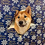 Aïko a rejoint le concours — aidez-le/la à gagner de superbes lots ! animal, black_nose, brown_fur, celebration, christmas, curious, cute, dog, ears, face, festive, holiday, indoors, pet, portrait, shiba_inu, snowflake, star_shape, tongue, wrapping_paper