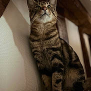 Tigrou a rejoint le concours — aidez-le/la à gagner de superbes lots ! cat, tabby, animal, pet, feline, striped_fur, green_eyes, sitting, wooden_ledge, indoor, curious, portrait, closeup, soft_lighting, brown, whiskers, ears, fur, looking_up, shadow