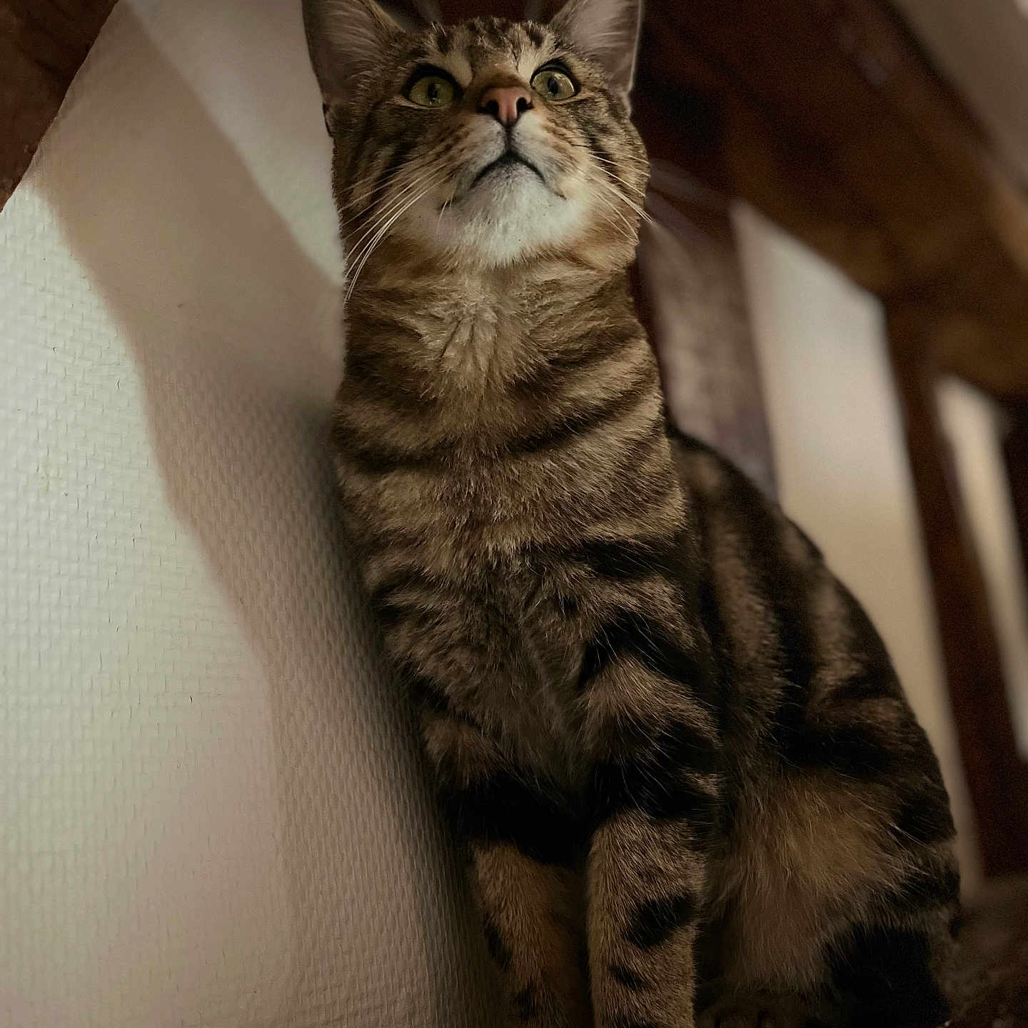 Tigrou a rejoint le concours — aidez-le/la à gagner de superbes lots ! animal, brown, cat, closeup, curious, ears, feline, fur, green_eyes, indoor, looking_up, pet, portrait, shadow, sitting, soft_lighting, striped_fur, tabby, whiskers, wooden_ledge