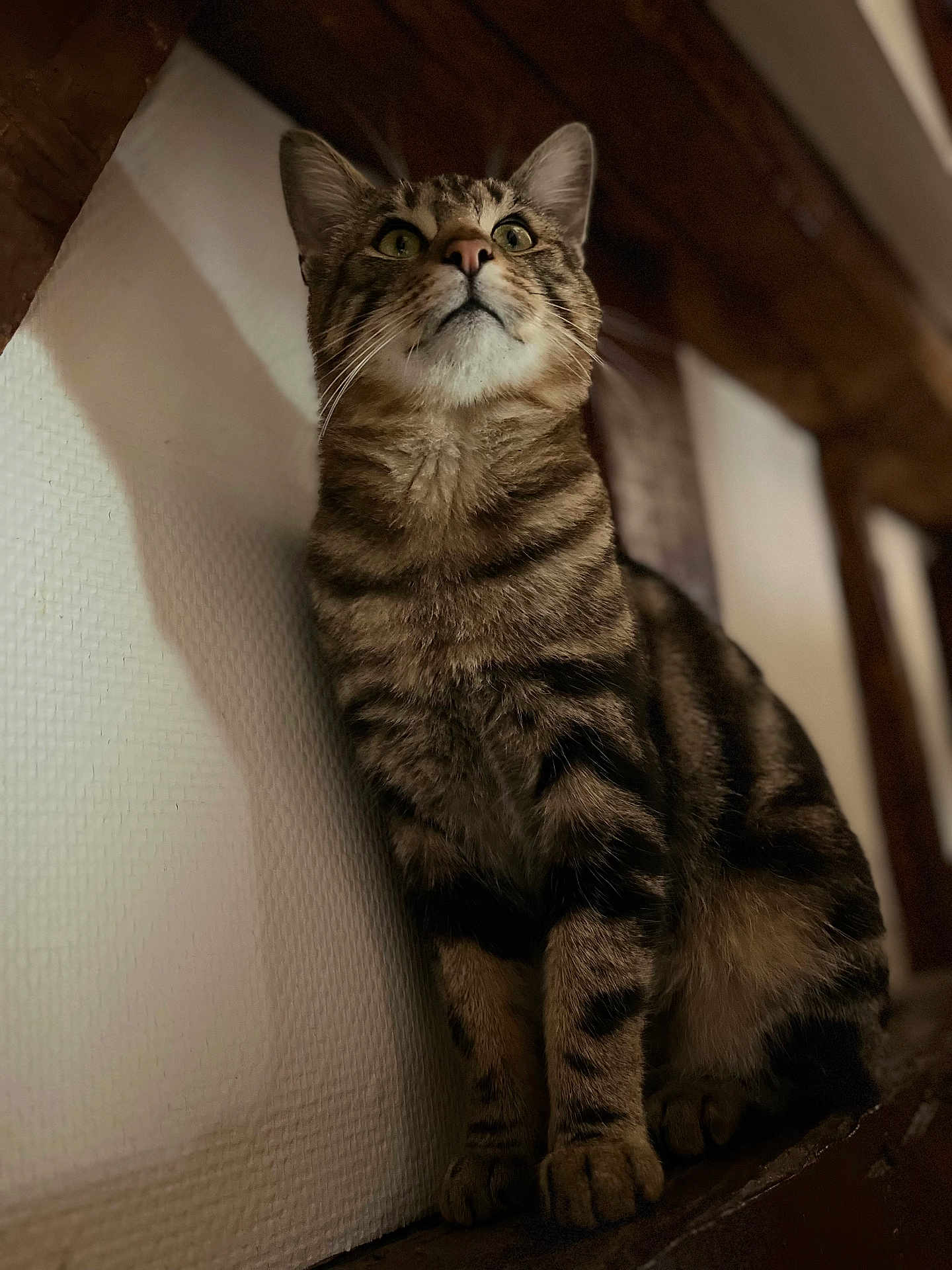 Tigrou