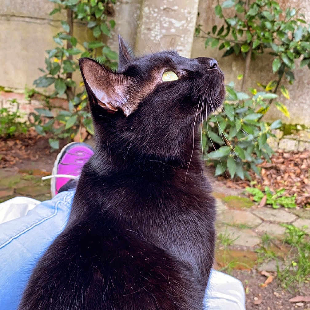 Réglisse a rejoint le concours — aidez-le/la à gagner de superbes lots ! abyssinian, animal, backyard, blackcat, cat, clothing, footwear, kitten, manx, nature, outdoors, path, pet, plant, pottedplant, shoe, slate, soil, walkway, yard